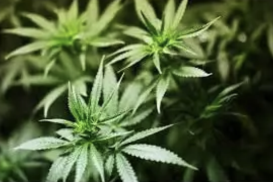 Conduite sous stupéfiants