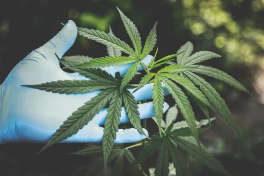 Présence de THC après dépistage salivaire positif